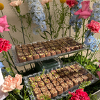 Summer Indulgence Tray